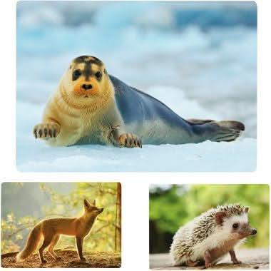 Imagier photos les animaux Nathan - Ma Rentrée Facile