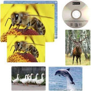 Imagier sonore des animaux Nathan - Ma Rentrée Facile